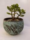 15_gohy_delphine_pot_craquel_crassula.jpg