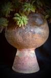 07__gohy_delphine__djemb_plantes.jpg